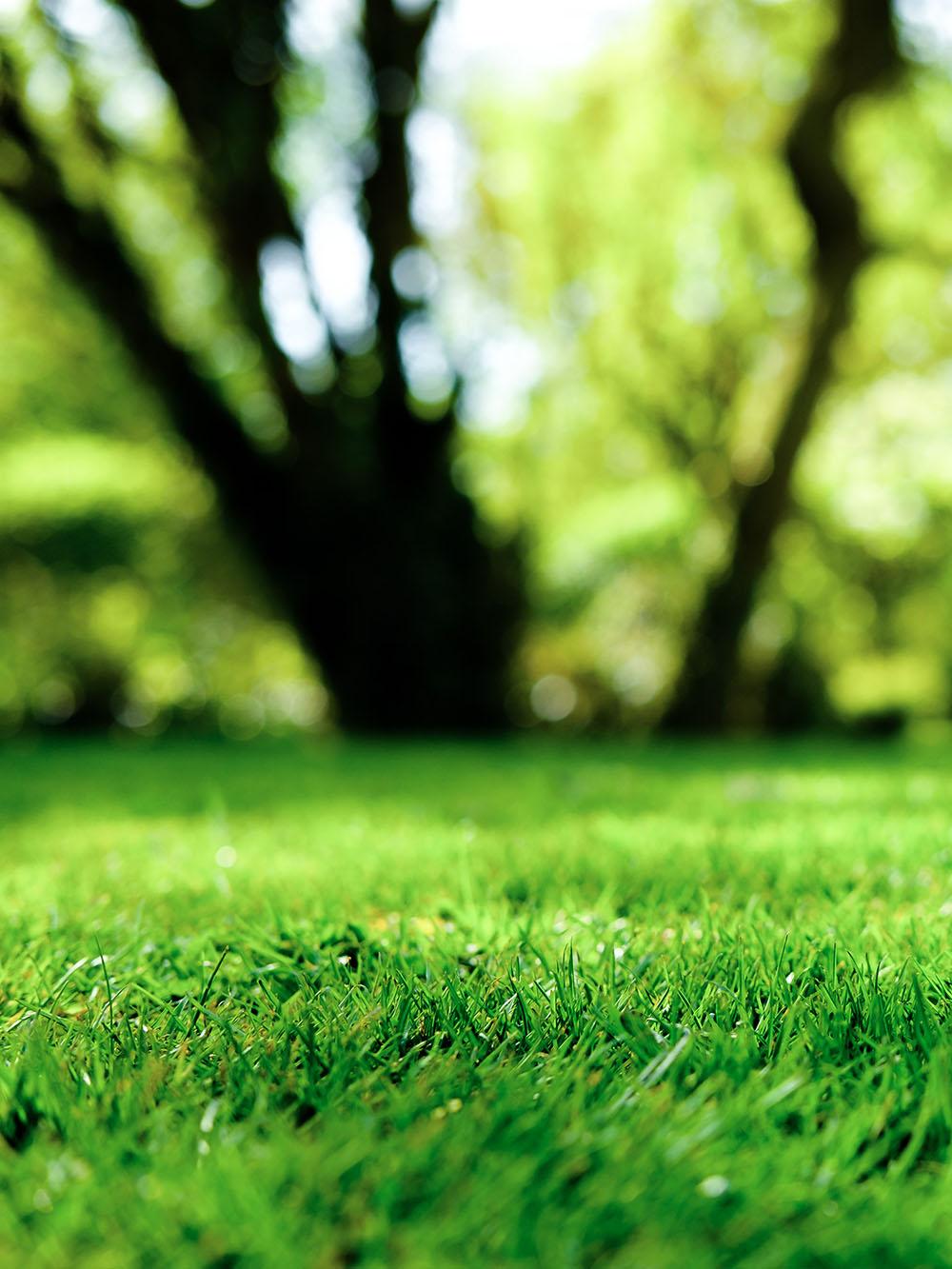 MasterGreen Kentucky Bluegrass Blend